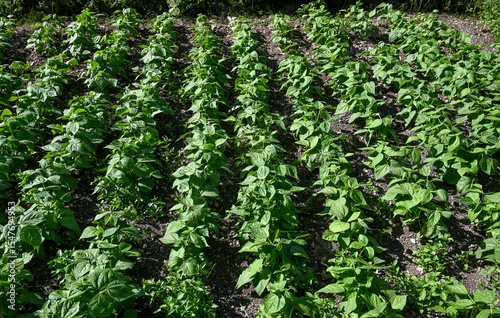 Beans grow in the field.