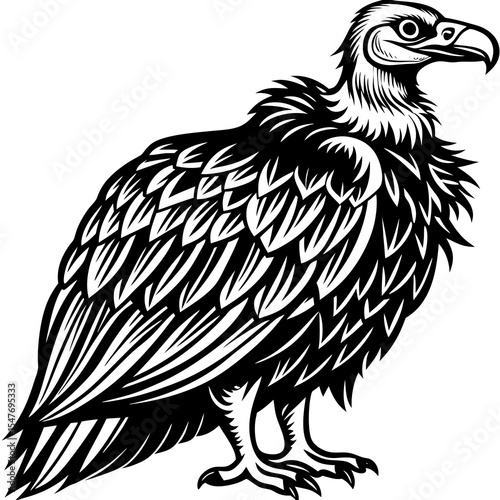 Vulture bird of prey isolated on white background