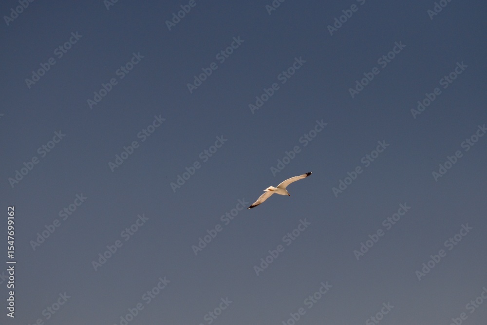 White seagull in flight against an endless blue backdrop—a graceful moment of coastal peace White seagull in flight against an endless blue backdrop—a graceful moment of coastal peace