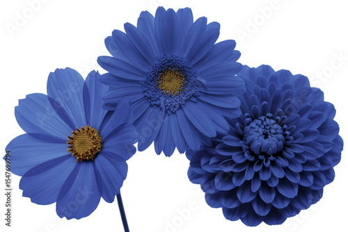 Three blue flowers isolated on white background