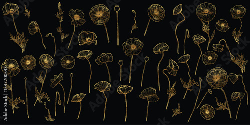 Vector line art of poppies with a golden touch. Hand drawn high quality and detailed poppies. Elegant summer flowers for print and online. Luxurious flowers for card, invitations, wallpapers