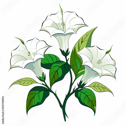 datura isolated on white background