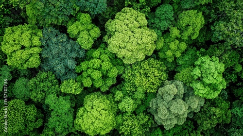 Aerial View of Lush Green Forest Canopy Dense Foliage Overhead Shot Trees