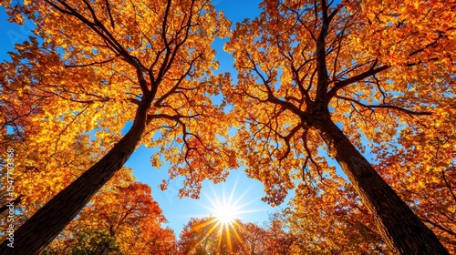 Vibrant autumn foliage Sunlit orange and gold maple leaves against a clear blue sky viewed from below