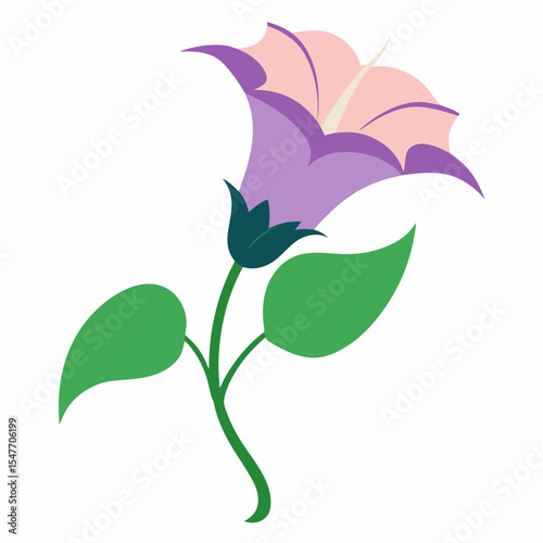 datura on on white background