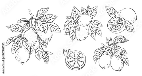 Hand drawn lemon set with whole, half, and sliced fruits, leaves, and flowers. Line art citrus illustration isolated on transparent background. Perfect for packaging, kitchen prints, botanical design.