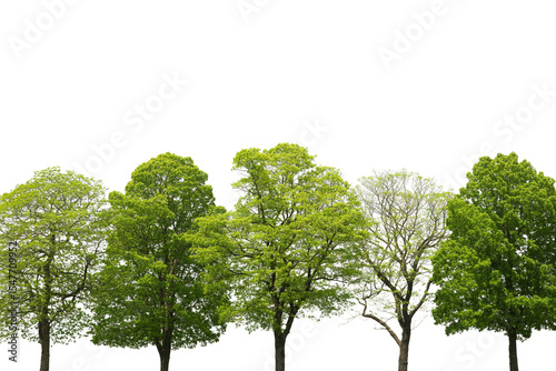 Row of green trees isolated on white background
