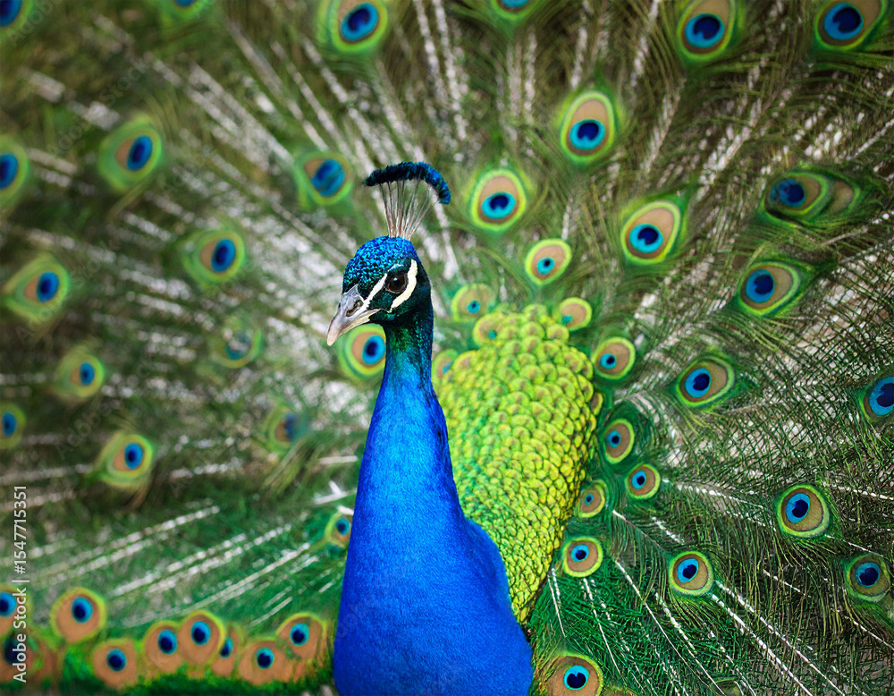 Obraz premium blue peacock with its tail beautifully spread