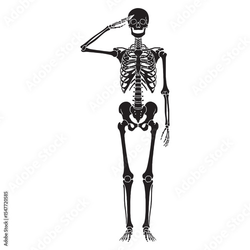 Visual guide to anatomy – Human skeleton silhouette structured through Human skeleton vector – Human skeleton illustration

