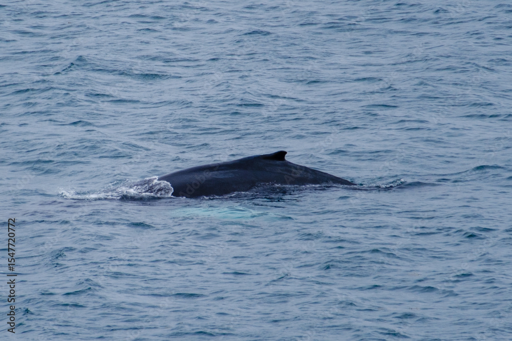 Fototapeta premium Encountering a majestic humpback whale surfacing in the waters off the coast of Iceland