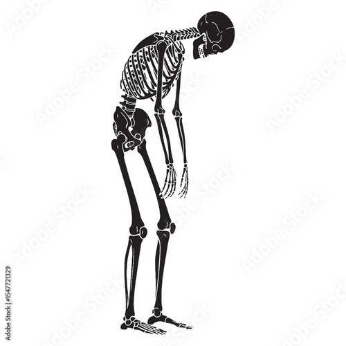 Balanced skeletal study – Human skeleton silhouette combined with technical Human skeleton vector – Human skeleton illustration

