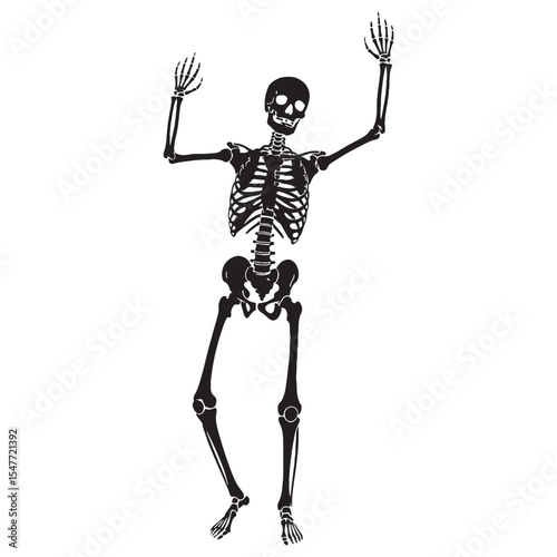 Modern visual anatomy – Human skeleton silhouette rendered in sharp Human skeleton vector – Human skeleton illustration

