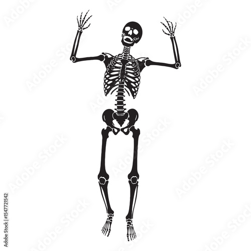 An iconic biological image – Human skeleton silhouette matched with clean Human skeleton vector – Human skeleton illustration

