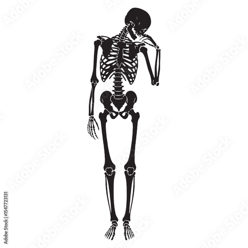 The structure of life visualized – Human skeleton silhouette in precision Human skeleton vector – Human skeleton illustration

