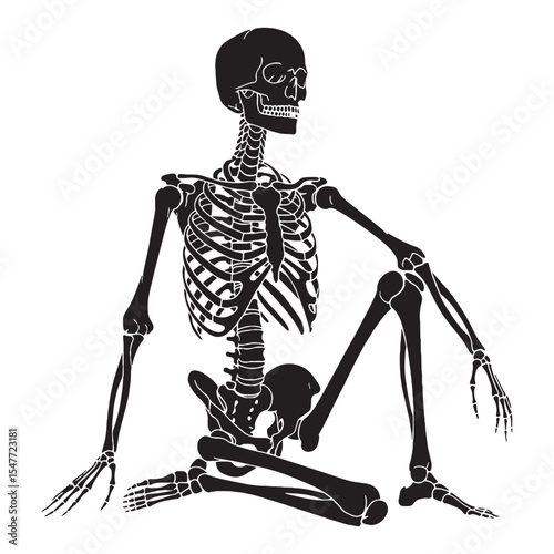 Anatomical detail captured in a Human skeleton silhouette – clean Human skeleton vector – Human skeleton illustration

