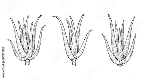 Botanical aloe vera drawing, herbal leaf sketch, aloe succulent art, hand drawn healing plant line art, natural herb ink outline, transparent aloe plant vector for labels and packaging