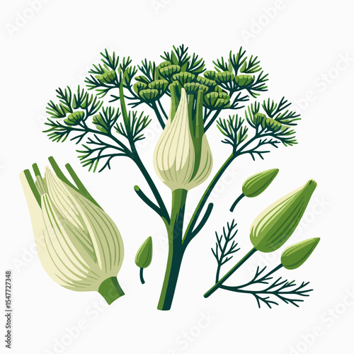Meticulously drawn image showcases the various parts of a fennel plant, including the flowering umbel and seed pods.  The vibrant green and white tones highlight the botanical details.