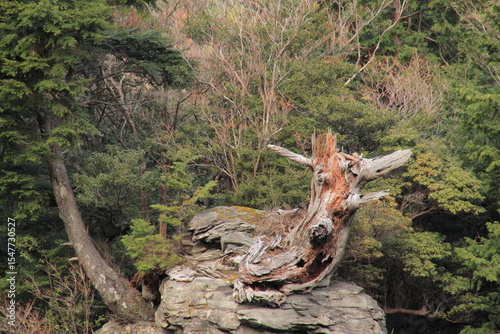 Wallpaper Mural 愛媛県四国中央市　銅山川添いの枯木 Torontodigital.ca