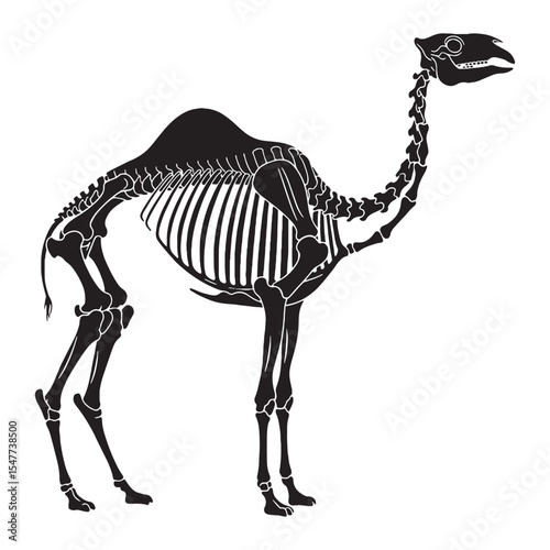 Grace of the dunes captured – Camel skeleton silhouette and structured Camel skeleton vector – Camel skeleton illustration

