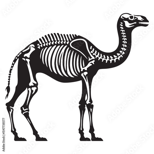 Anatomy of adaptation – Camel skeleton silhouette refined into elegant Camel skeleton vector – Camel skeleton illustration


