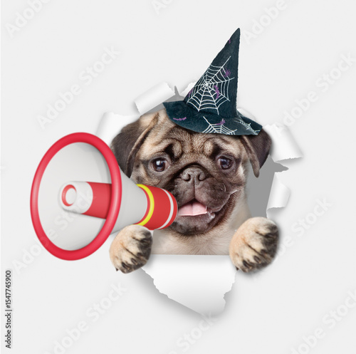 Funny Pug puppy wearing hat for halloween looking through a hole in white paper and screaming into a megaphone