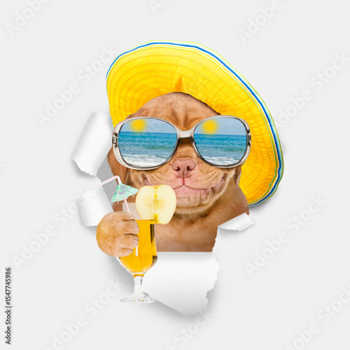 Smiling Mastiff puppy wearing  summer hat and mirrored sunglasses looking through the hole in white paper and holding apple cocktail