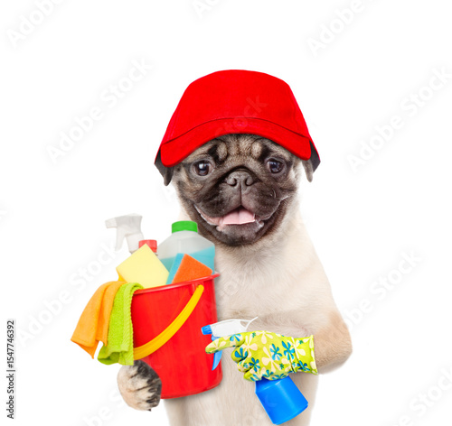 Cleaning concept. Funny Pug puppy dog wearing blue cap holds spray and bucket with washing fluids  in it paws. isolated on white background