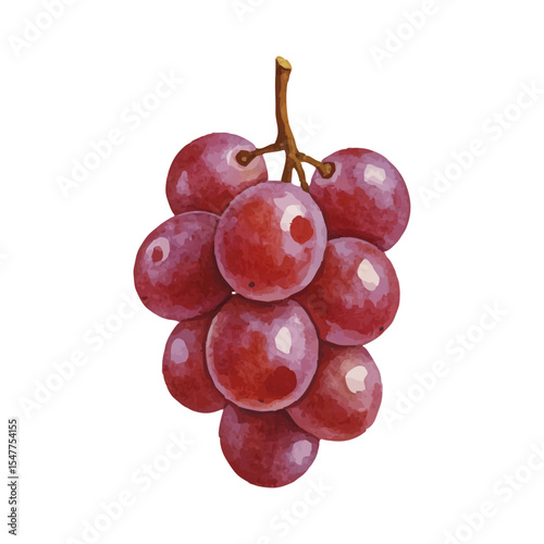 Vector watercolor grapes / 水彩テイストのぶどうイラスト