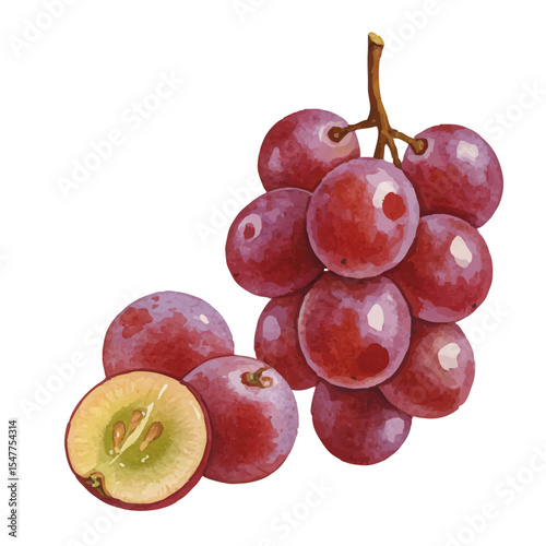 Vector watercolor grapes / 水彩テイストのぶどうイラスト