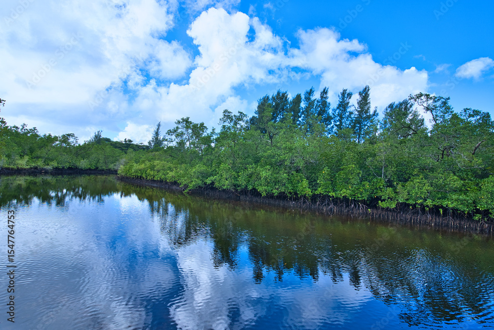 Fototapeta premium Port launay mangrove, covers 121 hectares of land, Mahe Seychelles
