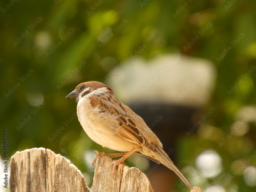 custom made wallpaper toronto digitalbird on a tree