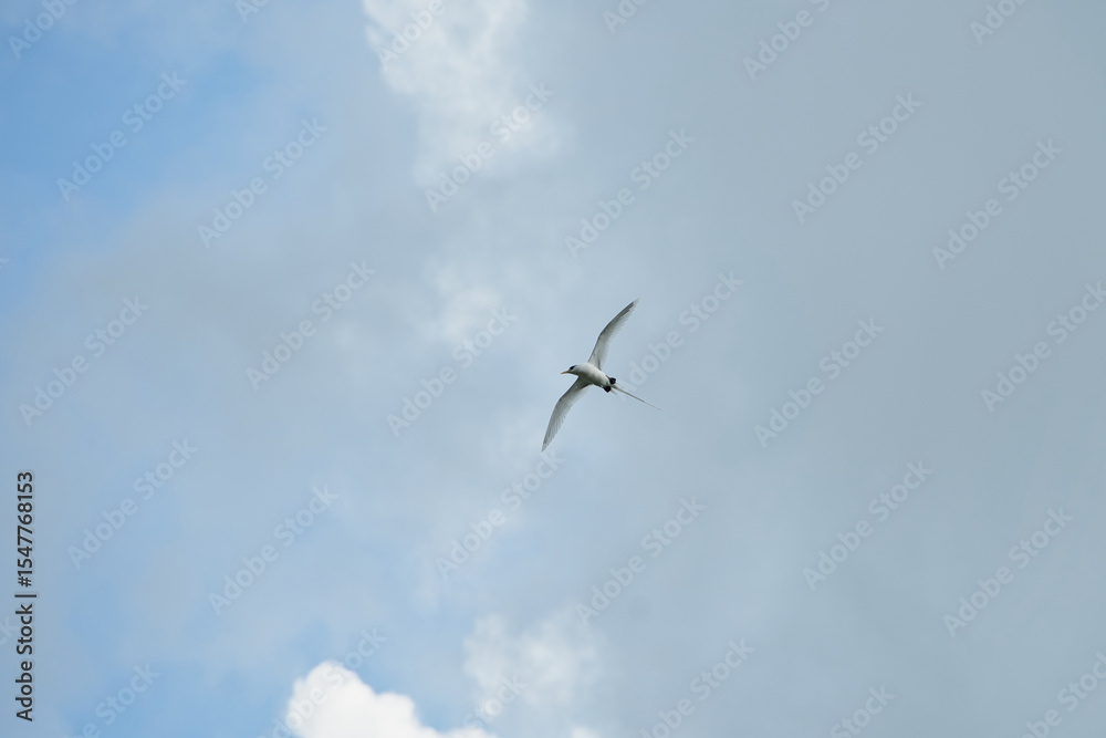 Fototapeta premium White tailed tropic bird, an endemic sea bird of the Seychelles flying near the shore, Mahe, Seychelles 