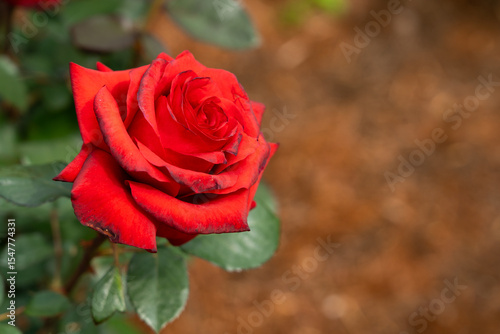Bloom red rose with green leave in the garden