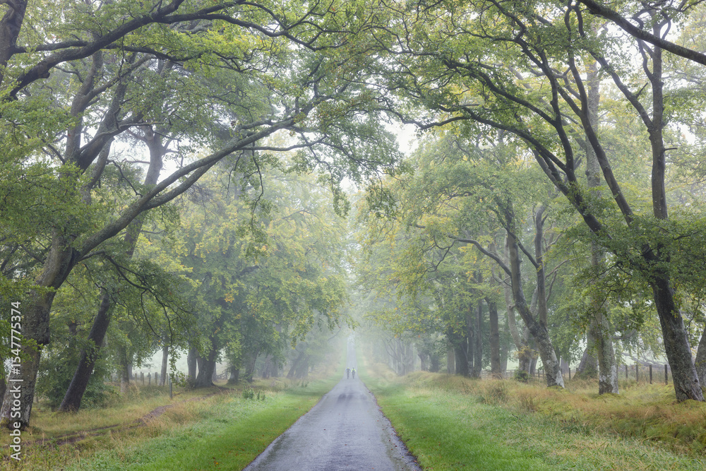 Fototapeta premium Misty tree-lined avenue with two distant walkers beneath arching green branches, creating a serene and ethereal forest atmosphere in soft morning light