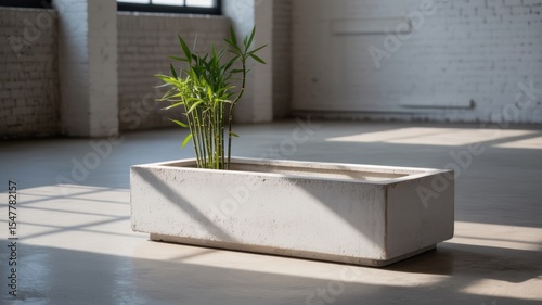 Concrete Planter with Bamboo in a Minimalist Room