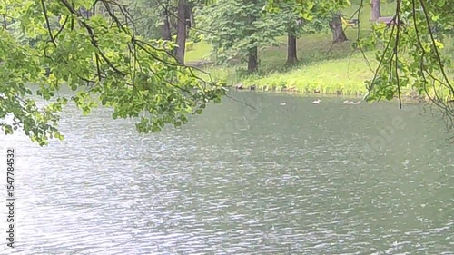 river in the forest