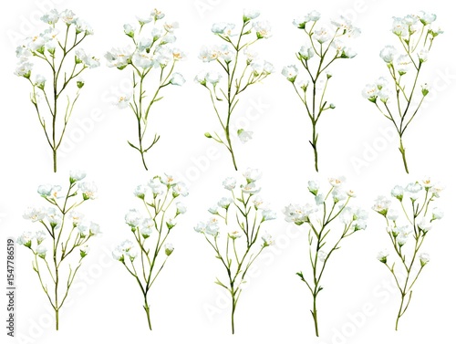 Wallpaper Mural White yarrow flowers watercolor style isolated on a white background Torontodigital.ca
