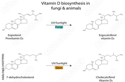 Vitamin D Biosynthesis in Fungi and Animals Scientific Infographic. Showing Ergosterol to Ergocalciferol (Vitamin D2) in Fungi and 7-Dehydrocholesterol to Cholecalciferol (Vitamin D3) in Animal Skin.