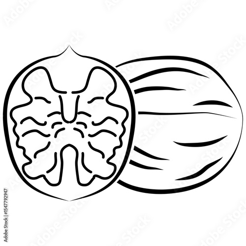 walnut icon, healthy food illustration.