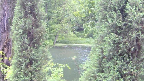 river in the forest