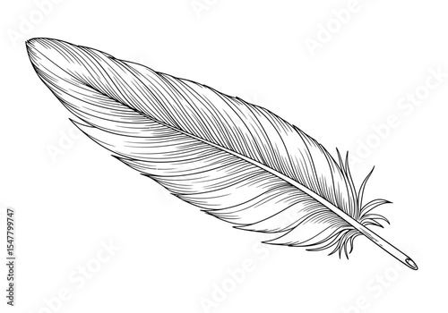 Parrot feather drawing. It is a black and white outline sketch of a parrot feather, showcasing its delicate and detailed structure. Vector sketch line art draw.