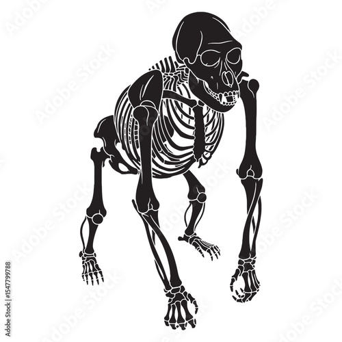 Echoes of strength and ancestry – Gorilla skeleton silhouette paired with detailed Gorilla skeleton vector – Gorilla skeleton illustration

