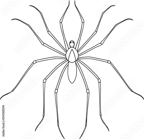 Daddy longlegs insect anatomy drawing for nature learning coloring