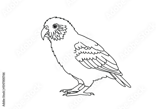 Kakapo drawing. It is a black and white outline sketch of a kakapo, a unique and endangered flightless parrot from New Zealand. Vector sketch line art draw.