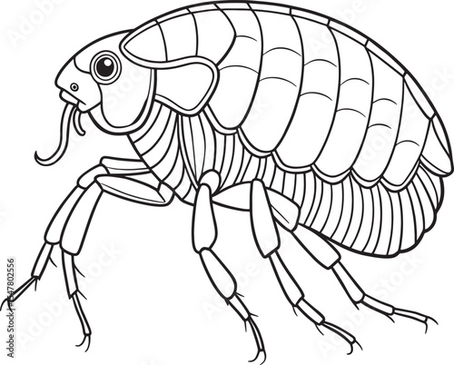 Flea insect line art for children’s science and coloring page activities