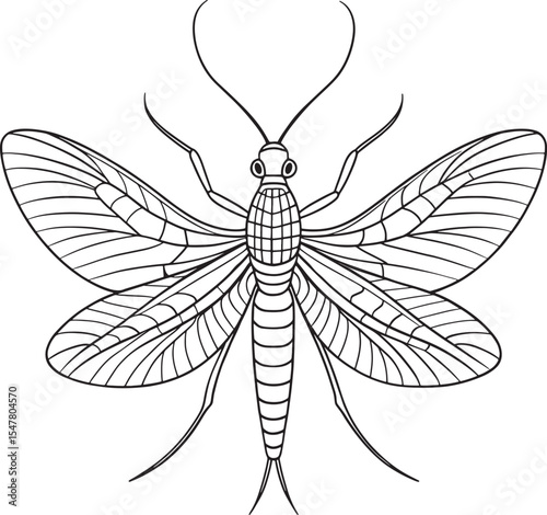 Mayfly anatomy line drawing for insect education and coloring pages