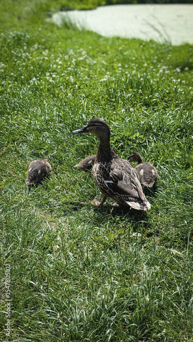 Vertical photo of a mother duck walking with her ducklings on fresh green grass