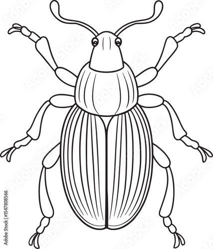 Weevil insect entomology drawing for science and coloring books
