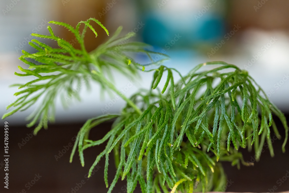 Fototapeta premium The groundcedar ( Diphasiastrum digitatum ) is known as running cedar or crowsfoot, is present in dry to mesic and usually acid forests and openings. 