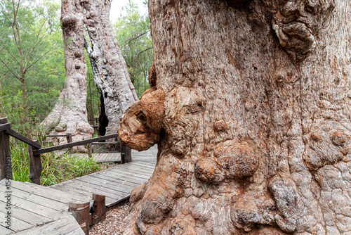 Photography The gnarled trunk of an old Tingle tree (Eucalyptus jacksonii)  in the Walpole-Nornalup National Park near Walpole in the Shire of Denmark, Great Southern region of Western Australia, WA, Australia